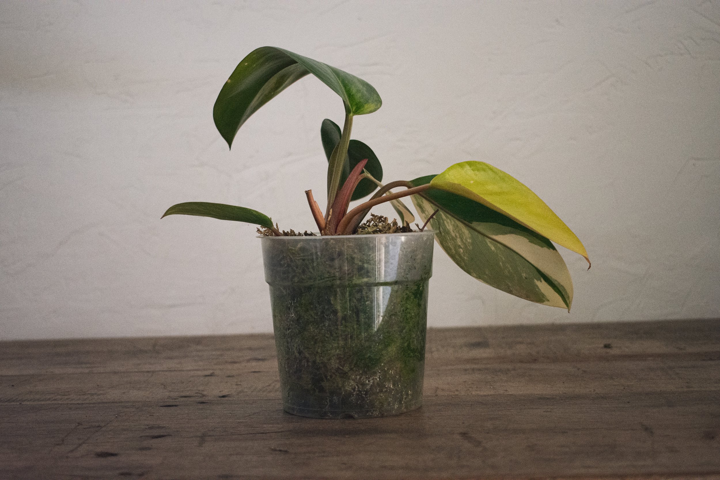 Scindapsus Blue Albo — Wilson Plant Co Scindapsus Blue Albo — Wilson Plant Co